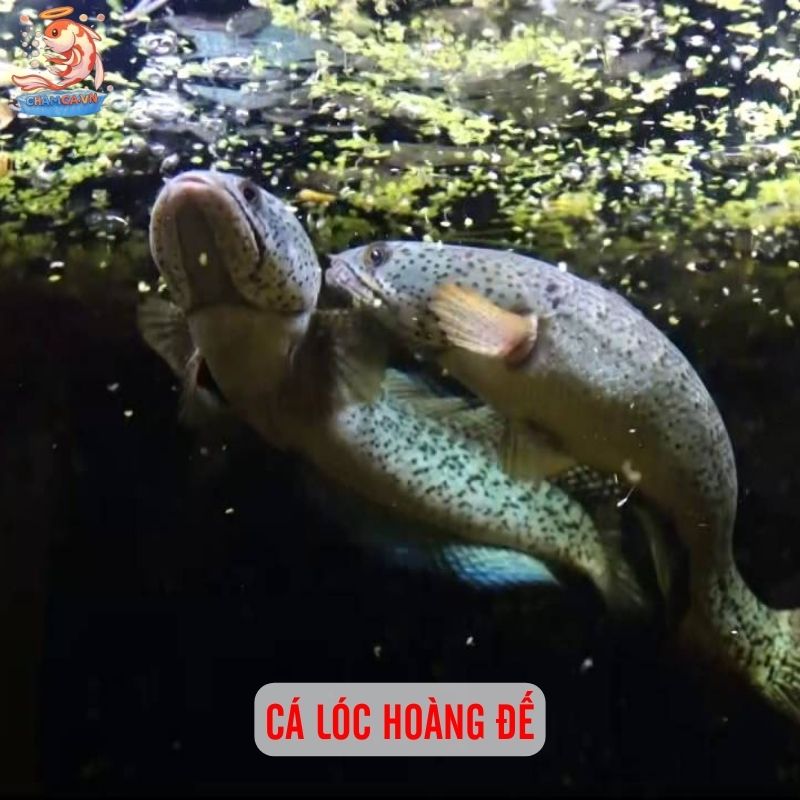 TOP 20 Loại Cá Lóc Cảnh Chinh Phục Dân Chơi Thuỷ Sinh 8 Cá lóc hoàng đế