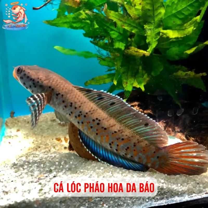 TOP 20 Loại Cá Lóc Cảnh Chinh Phục Dân Chơi Thuỷ Sinh 18 Cá lóc pháo hoa da báo