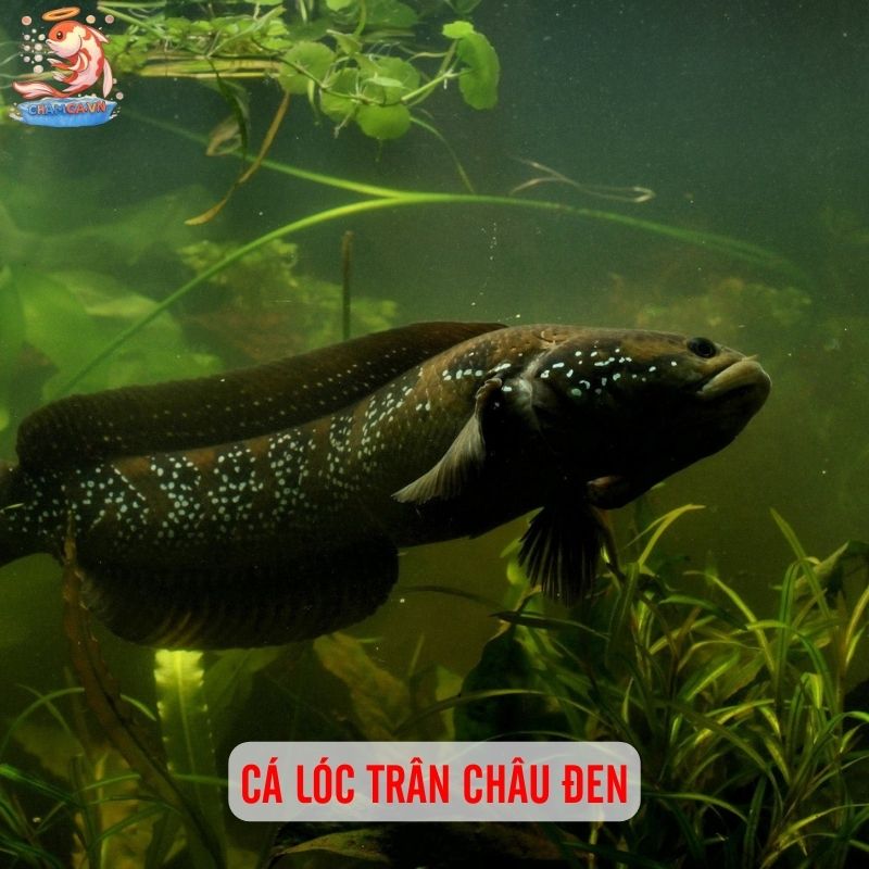 TOP 20 Loại Cá Lóc Cảnh Chinh Phục Dân Chơi Thuỷ Sinh 9 Cá lóc trân châu đen