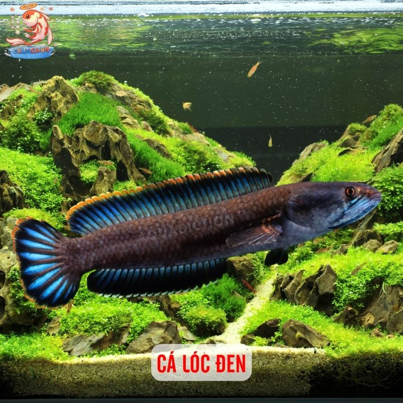 TOP 20 Loại Cá Lóc Cảnh Chinh Phục Dân Chơi Thuỷ Sinh 11 Cá lóc đen