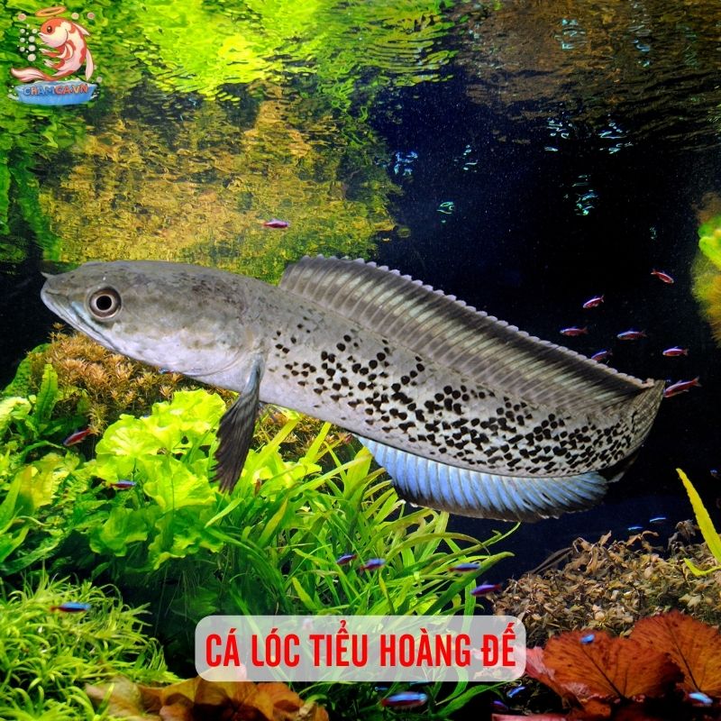 TOP 20 Loại Cá Lóc Cảnh Chinh Phục Dân Chơi Thuỷ Sinh 13 Cá lóc tiểu hoàng đế