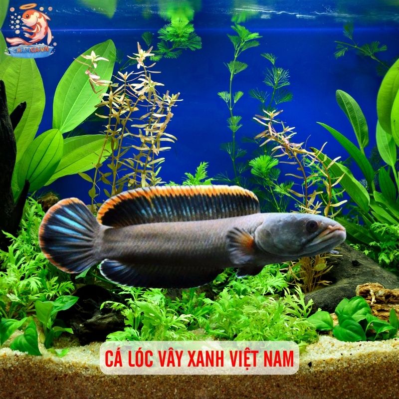Top 5 Cá Lóc Cảnh Giá Rẻ: Lựa Chọn Để Bắt Đầu 1 Cá lóc vây xanh Việt Nam
