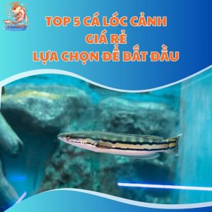 Top 5 Cá Lóc Cảnh Giá Rẻ: Lựa Chọn Để Bắt Đầu