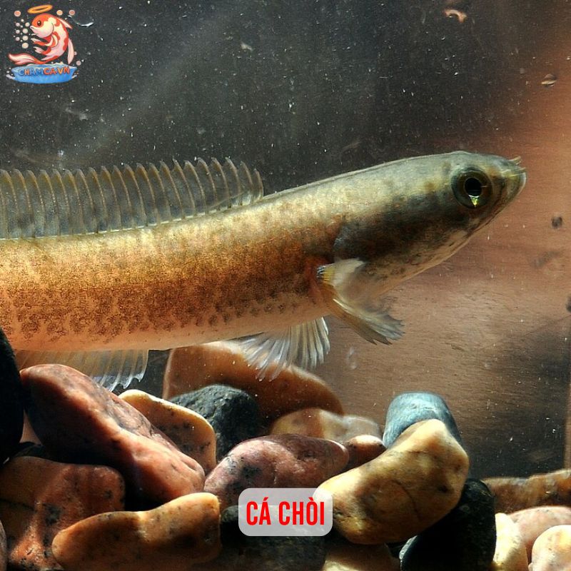 Top 5 Cá Lóc Cảnh Giá Rẻ: Lựa Chọn Để Bắt Đầu 2 Cá chòi