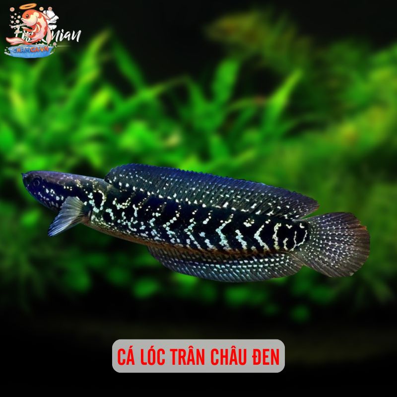Top 5 Cá Lóc Cảnh Giá Rẻ: Lựa Chọn Để Bắt Đầu 4 Cá lóc trân châu đen