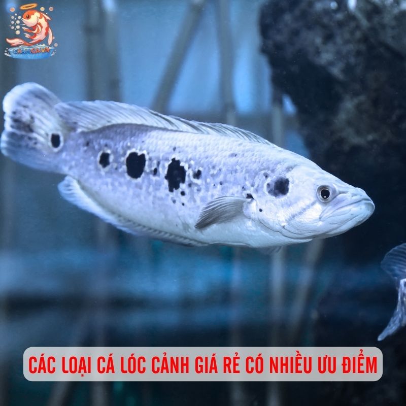 Top 5 Cá Lóc Cảnh Giá Rẻ: Lựa Chọn Để Bắt Đầu 5 Các loại cá lóc cảnh giá rẻ có nhiều ưu điểm