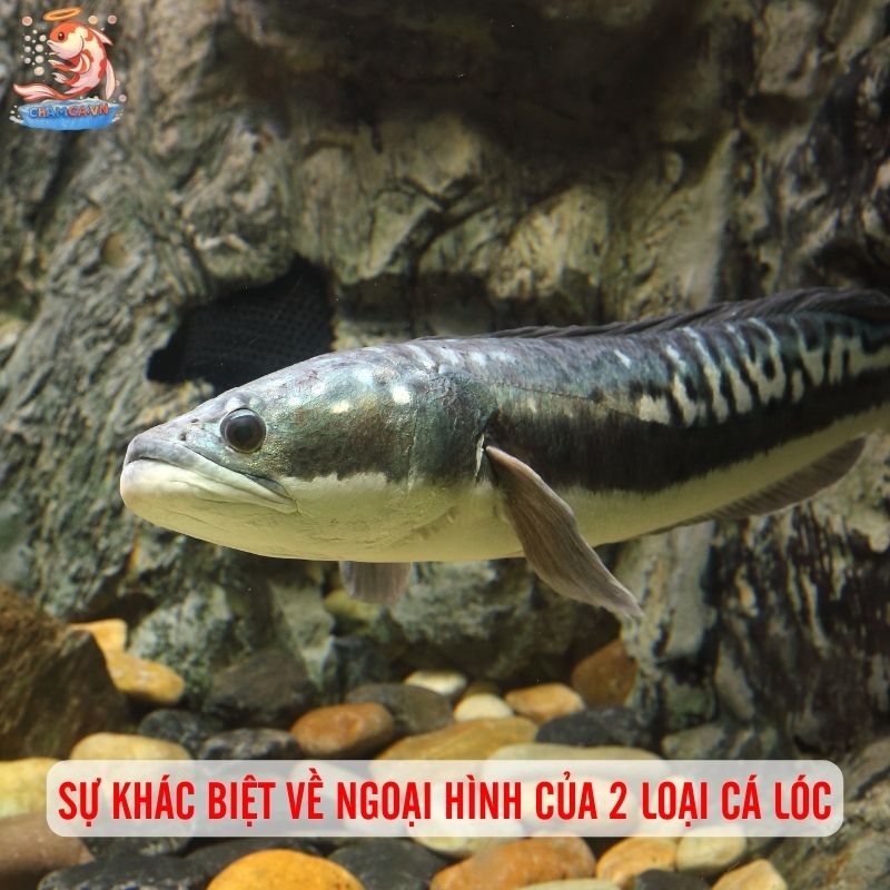 Phân Biệt Cá Lóc Cảnh Và Cá Lóc Thường Chuẩn Nhất Thế Nào 1 Sự khác biệt về ngoại hình của 2 loại cá lóc