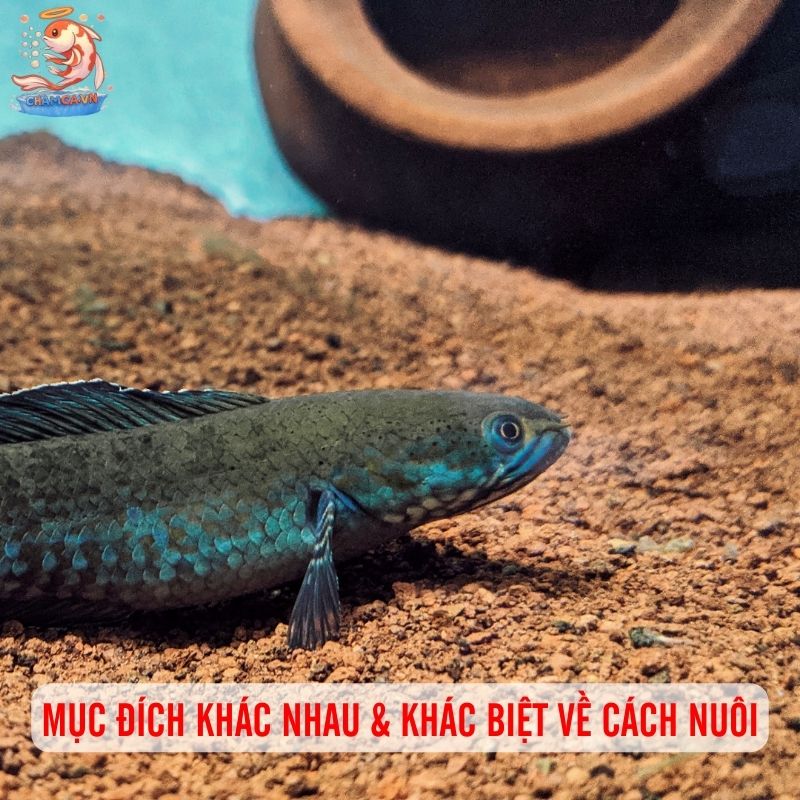 Phân Biệt Cá Lóc Cảnh Và Cá Lóc Thường Chuẩn Nhất Thế Nào 3 Mục đích khác nhau & khác biệt về cách nuôi