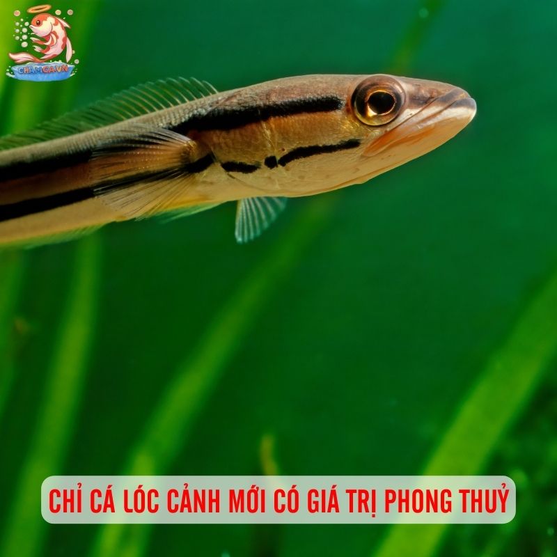 Phân Biệt Cá Lóc Cảnh Và Cá Lóc Thường Chuẩn Nhất Thế Nào 4 Chỉ cá lóc cảnh mới có giá trị phong thuỷ