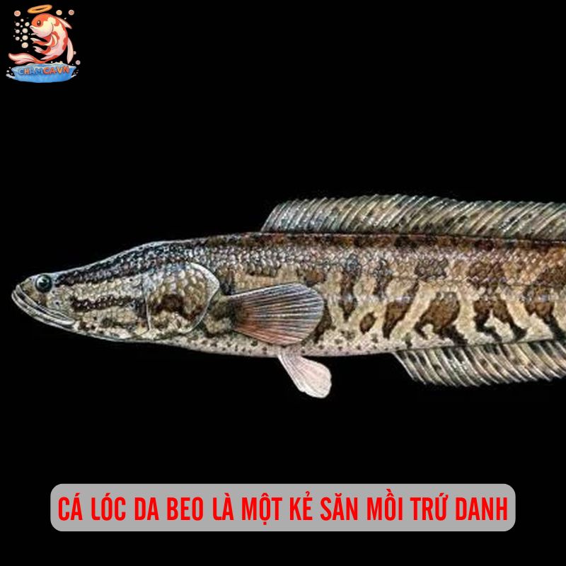 Cá Lóc Da Beo - Vẻ Đẹp Hoang Dã Với Sức Sống Phi Thường 1 Cá lóc da beo là một kẻ săn mồi trứ danh