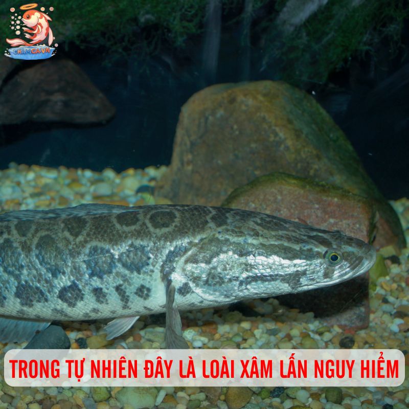 Cá Lóc Da Beo - Vẻ Đẹp Hoang Dã Với Sức Sống Phi Thường 2 Trong tự nhiên đây là loài xâm lấn nguy hiểm