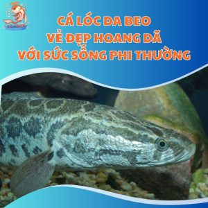 Cá Lóc Da Beo - Vẻ Đẹp Hoang Dã Với Sức Sống Phi Thường