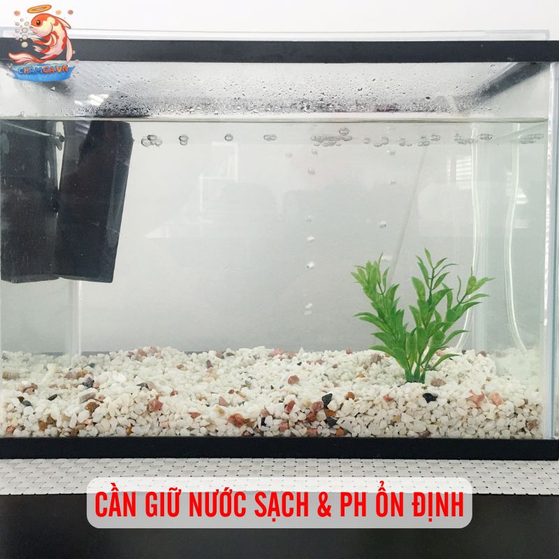 Cá Lóc Da Beo - Vẻ Đẹp Hoang Dã Với Sức Sống Phi Thường 3 Cần giữ nước sạch & pH ổn định