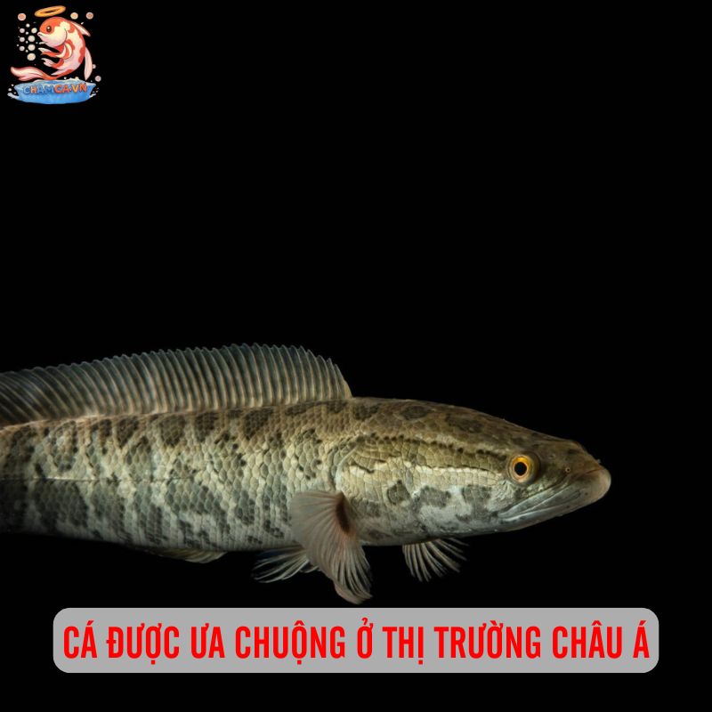 Cá Lóc Da Beo - Vẻ Đẹp Hoang Dã Với Sức Sống Phi Thường 4 Cá được ưa chuộng ở thị trường châu Á