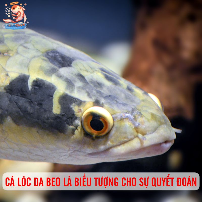 Cá Lóc Da Beo - Vẻ Đẹp Hoang Dã Với Sức Sống Phi Thường 5 Cá lóc da beo là biểu tượng cho sự quyết đoán