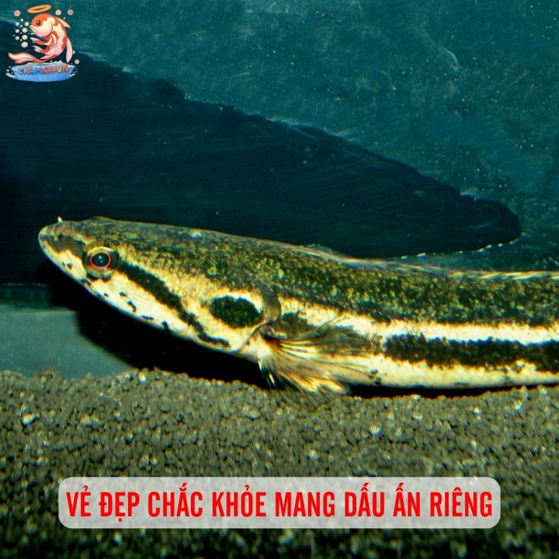 Cá Lóc Dầy - Loài Cá Bản Địa Với Sức Sống Mạnh Mẽ 1 Vẻ đẹp chắc khỏe mang dấu ấn riêng