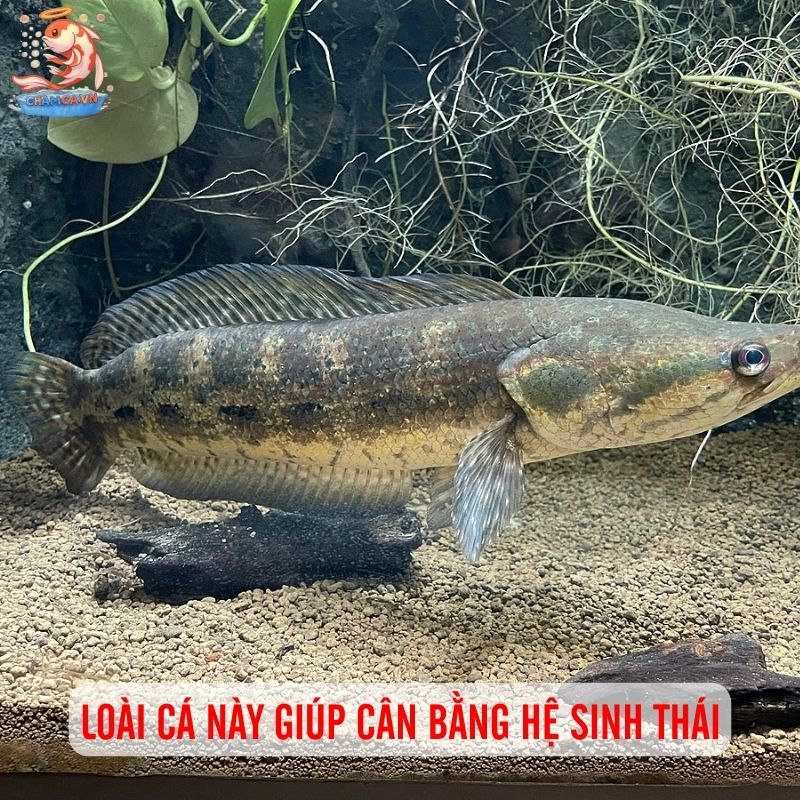 Cá Lóc Dầy - Loài Cá Bản Địa Với Sức Sống Mạnh Mẽ 2 Loài cá này giúp cân bằng hệ sinh thái
