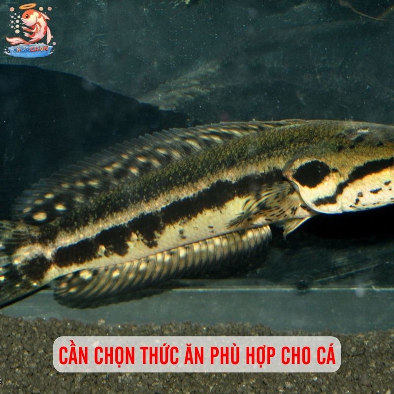 Cá Lóc Dầy - Loài Cá Bản Địa Với Sức Sống Mạnh Mẽ 3 Cần chọn thức ăn phù hợp cho cá