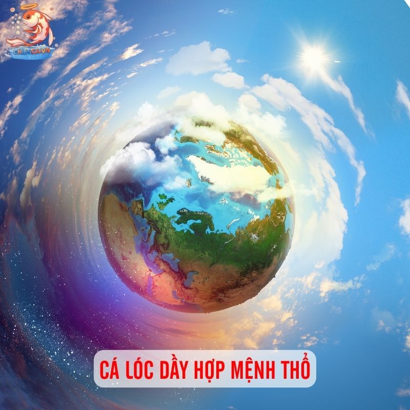 Cá Lóc Dầy - Loài Cá Bản Địa Với Sức Sống Mạnh Mẽ 4 Cá lóc dầy hợp mệnh Thổ