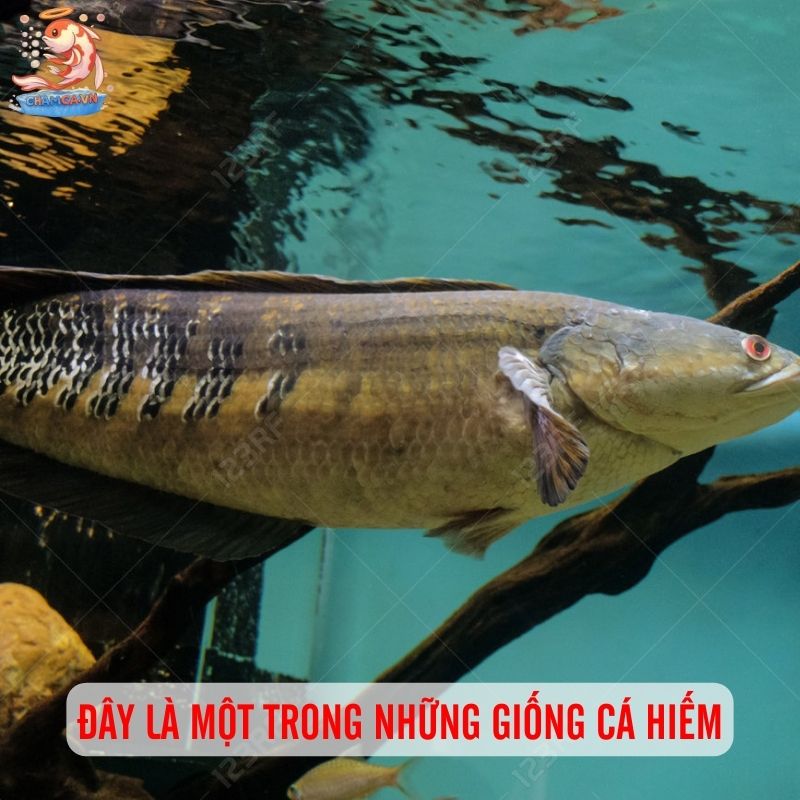 Vẻ Đẹp Uy Nghi Độc Tôn Của Giống Cá Lóc Hoàng Đế 1 Đây là một trong những giống cá hiếm