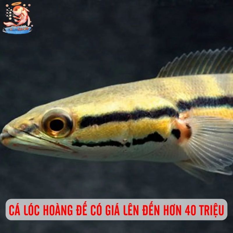 Vẻ Đẹp Uy Nghi Độc Tôn Của Giống Cá Lóc Hoàng Đế 2 Cá lóc hoàng đế có giá lên đến hơn 40 triệu