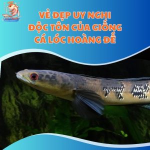 Vẻ Đẹp Uy Nghi Độc Tôn Của Giống Cá Lóc Hoàng Đế