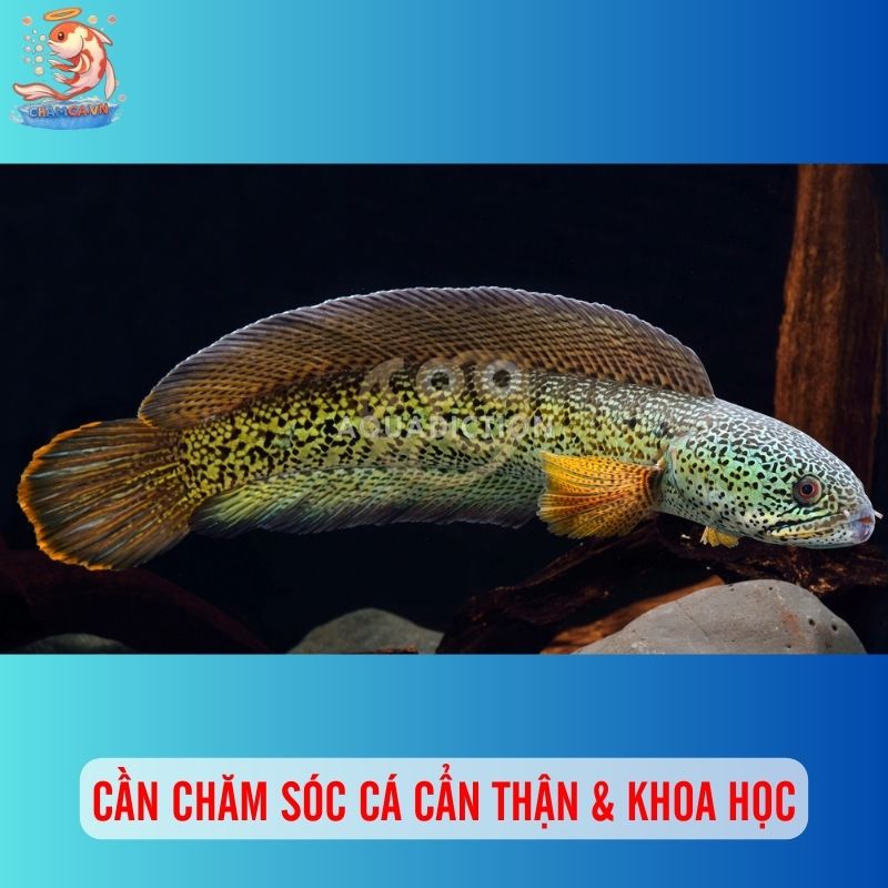Vẻ Đẹp Uy Nghi Độc Tôn Của Giống Cá Lóc Hoàng Đế 3 Cần chăm sóc cá cẩn thận & khoa học