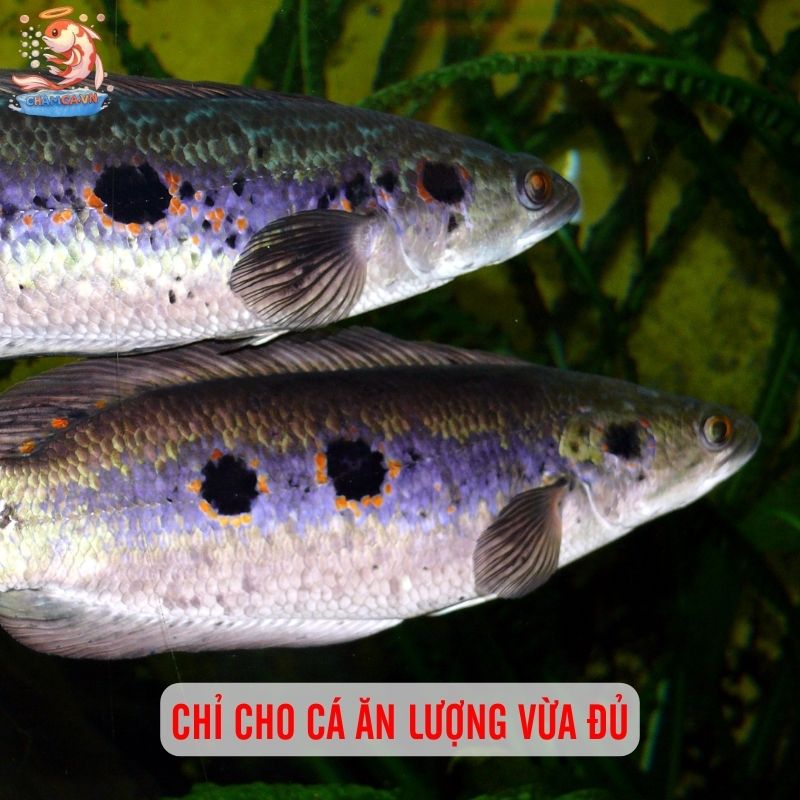 Cá Lóc Mắt Bò - Biểu Tượng Cho Sự Hoang Dã Trong Hồ Thuỷ Sinh 2 Chỉ cho cá ăn lượng vừa đủ