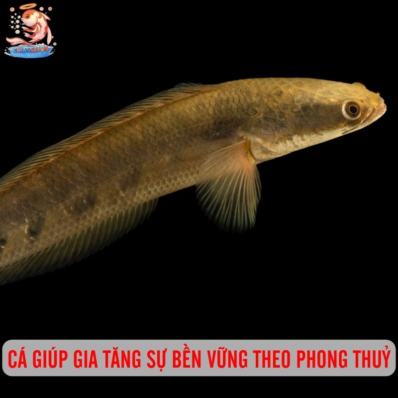 Cá Lóc Mắt Bò - Biểu Tượng Cho Sự Hoang Dã Trong Hồ Thuỷ Sinh 3 Cá giúp gia tăng sự bền vững theo phong thuỷ