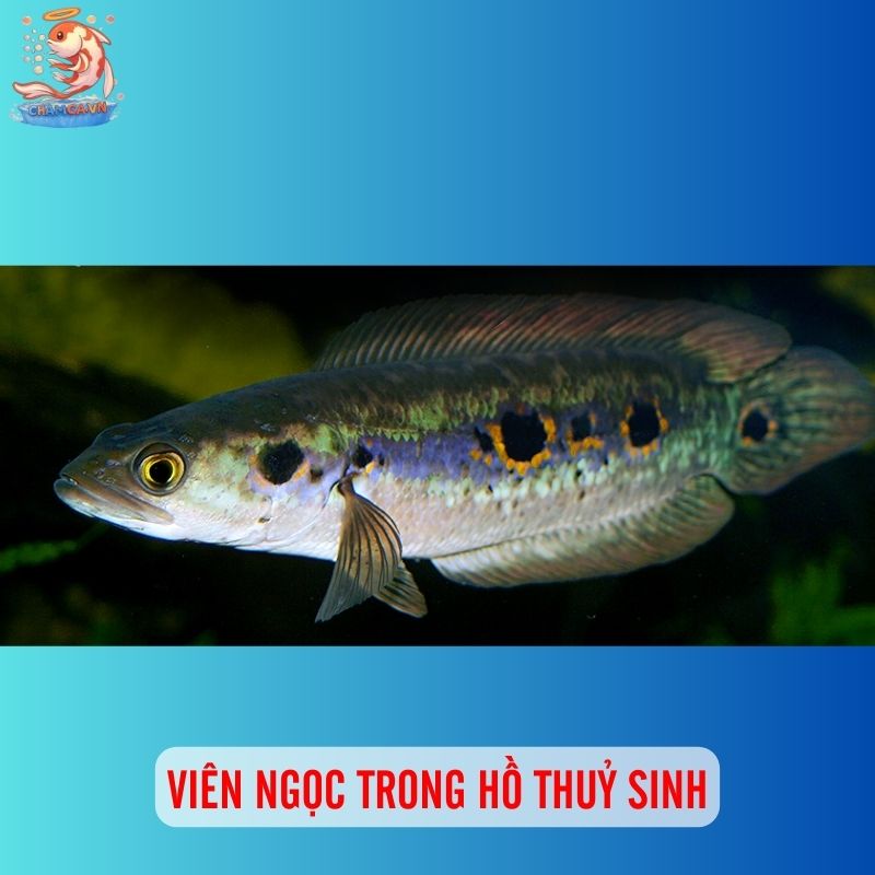 Viên Ngọc Lam Trong Hồ Thuỷ Sinh - Cá Lóc Mắt Bò Nam Mỹ 1 Viên Ngọc trong hồ thuỷ sinh
