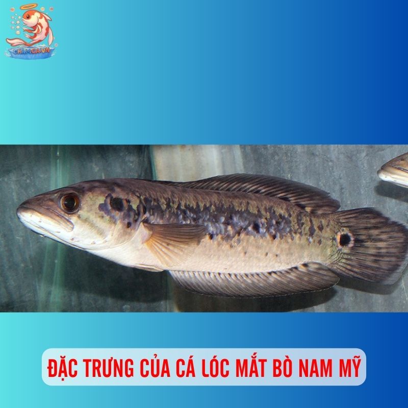 Viên Ngọc Lam Trong Hồ Thuỷ Sinh - Cá Lóc Mắt Bò Nam Mỹ 3 Đặc trưng của cá lóc mắt bò nam mỹ