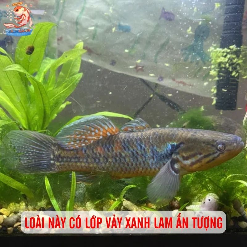 Viên Ngọc Lam Trong Hồ Thuỷ Sinh - Cá Lóc Mắt Bò Nam Mỹ 2 Loài này có lớp vảy xanh lam ấn tượng