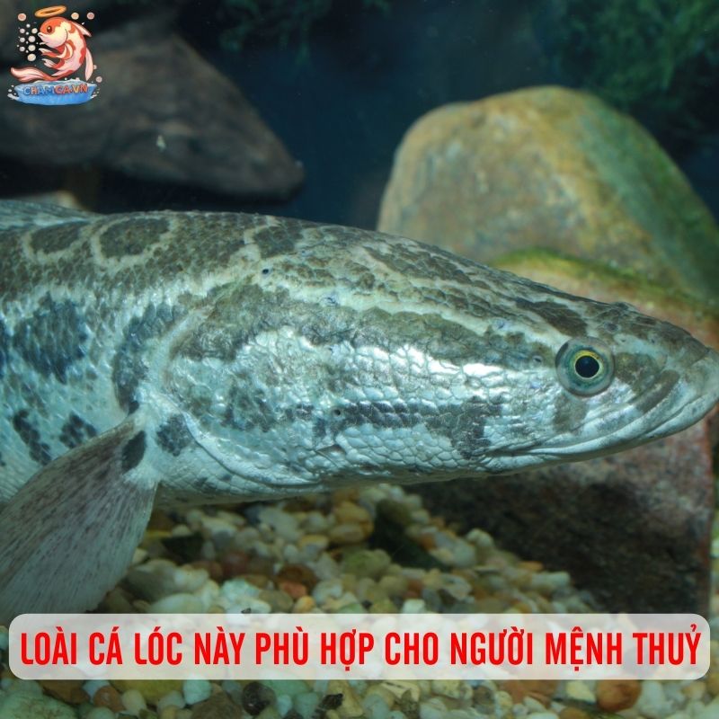 Viên Ngọc Lam Trong Hồ Thuỷ Sinh - Cá Lóc Mắt Bò Nam Mỹ 4 Loài cá lóc này phù hợp cho người mệnh thuỷ