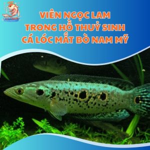 Viên Ngọc Lam Trong Hồ Thuỷ Sinh - Cá Lóc Mắt Bò Nam Mỹ
