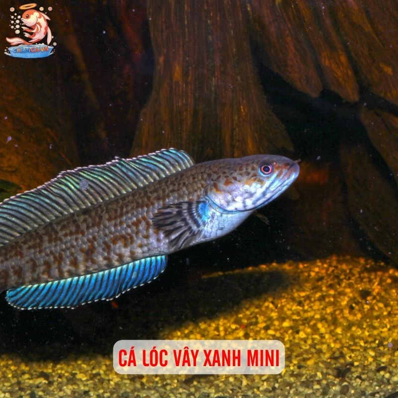 Top 3 Cá Lóc Cảnh Mini Đặc Sắc Nhất Trong Làng Thuỷ Sinh 1 Cá lóc vây xanh mini