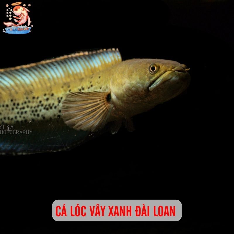 Top 3 Cá Lóc Cảnh Mini Đặc Sắc Nhất Trong Làng Thuỷ Sinh 2 Cá lóc vây xanh Đài Loan