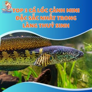 Top 3 Cá Lóc Cảnh Mini Đặc Sắc Nhất Trong Làng Thuỷ Sinh