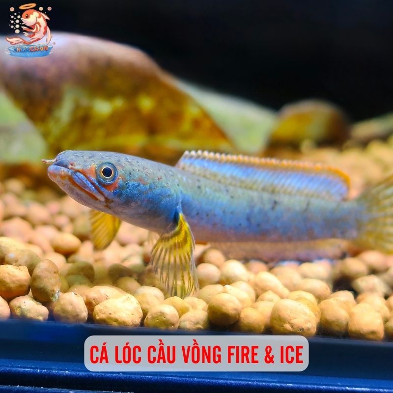 Top 3 Cá Lóc Cảnh Mini Đặc Sắc Nhất Trong Làng Thuỷ Sinh 3 Cá lóc cầu vồng Fire & Ice