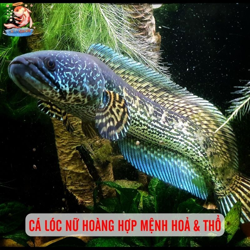 Vẻ Đẹp Quyền Quý Độc Nhất Của Cá Lóc Nữ Hoàng 1 Cá lóc nữ hoàng hợp mệnh Hoả & Thổ