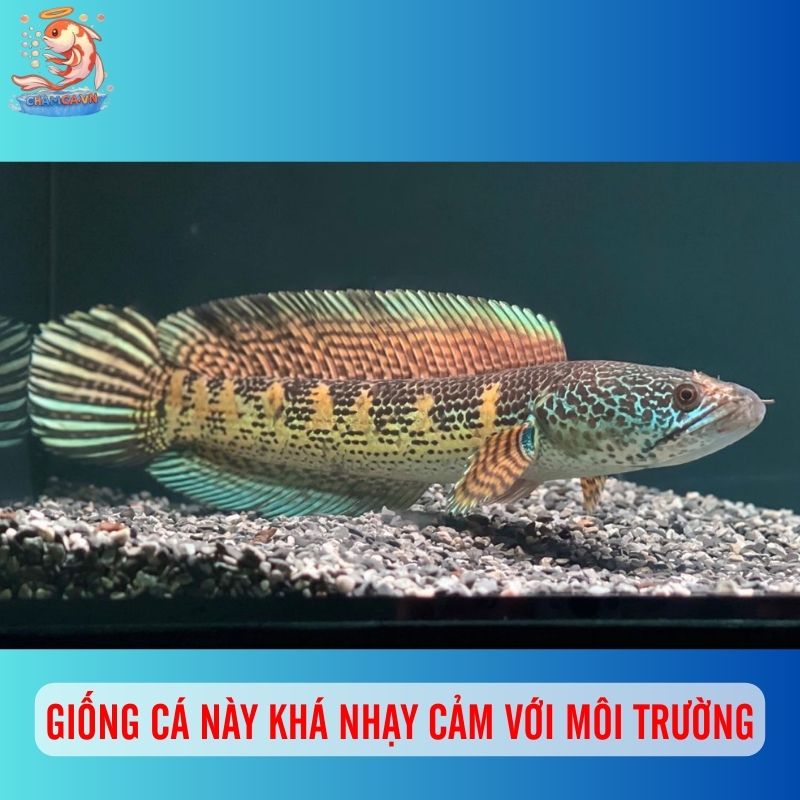Vẻ Đẹp Quyền Quý Độc Nhất Của Cá Lóc Nữ Hoàng 2 Giống cá này khá nhạy cảm với môi trường