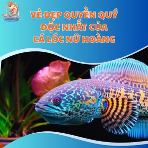Vẻ Đẹp Quyền Quý Độc Nhất Của Cá Lóc Nữ Hoàng