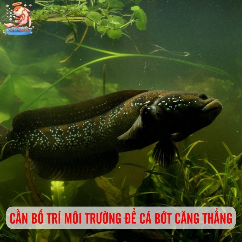 Vẻ Đẹp Quyền Quý Độc Nhất Của Cá Lóc Nữ Hoàng 3 Cần bố trí môi trường để cá bớt căng thẳng