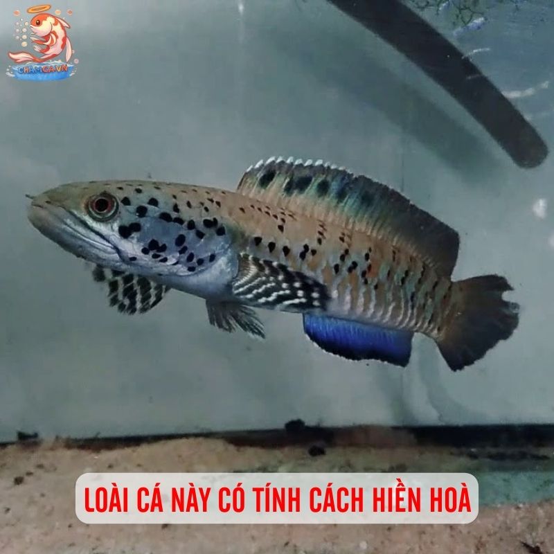 Nét Đẹp Với Hoa Văn Đặc Biệt Của Cá Lóc Pháo Hoa Da Báo 1 Loài cá này có tính cách hiền hoà