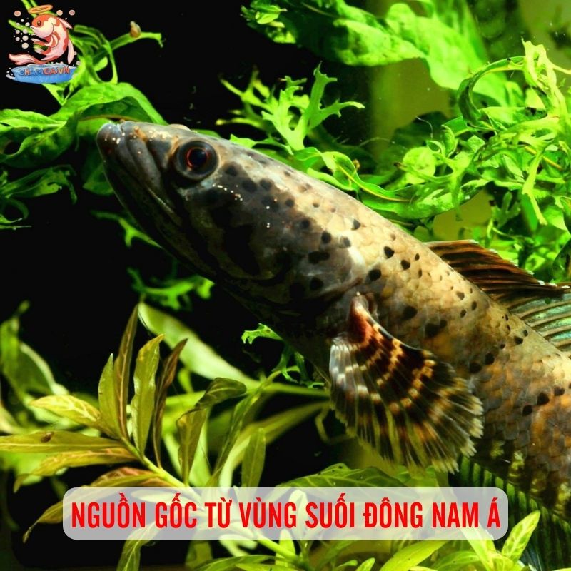 Nét Đẹp Với Hoa Văn Đặc Biệt Của Cá Lóc Pháo Hoa Da Báo 2 Nguồn gốc từ vùng suối Đông Nam Á