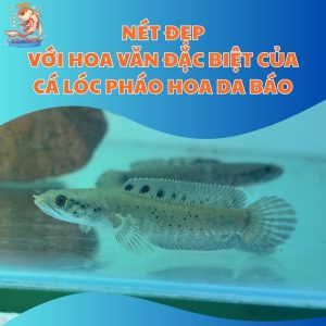 Nét Đẹp Với Hoa Văn Đặc Biệt Của Cá Lóc Pháo Hoa Da Báo
