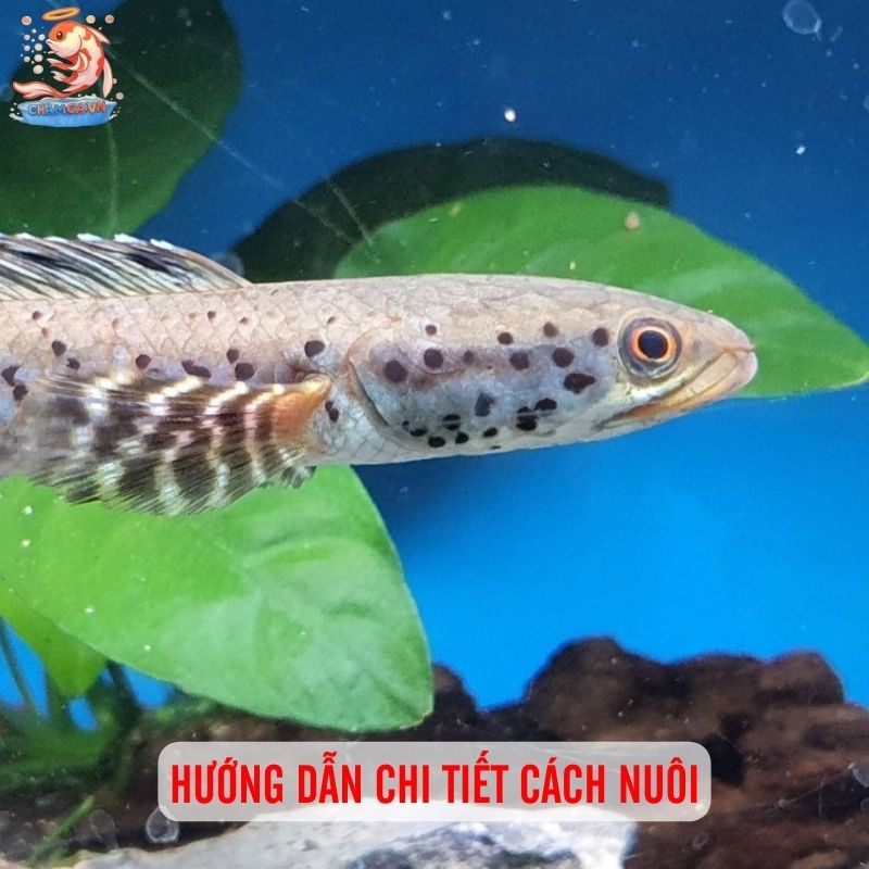 Nét Đẹp Với Hoa Văn Đặc Biệt Của Cá Lóc Pháo Hoa Da Báo 3 Hướng dẫn chi tiết cách nuôi