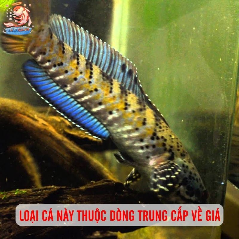 Nét Đẹp Với Hoa Văn Đặc Biệt Của Cá Lóc Pháo Hoa Da Báo 4 Loại cá này thuộc dòng trung cấp về giá