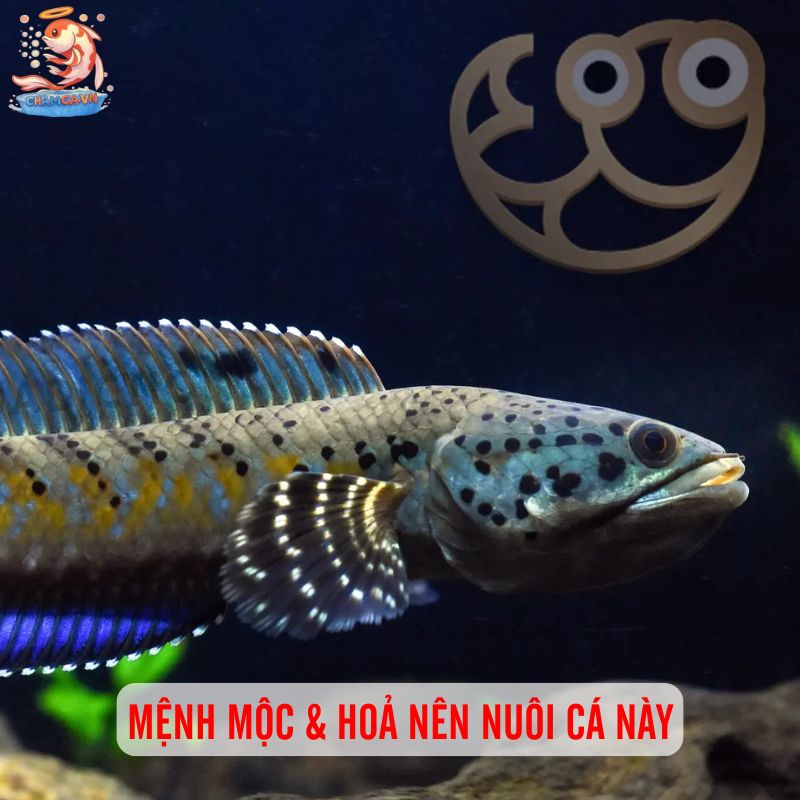 Nét Đẹp Với Hoa Văn Đặc Biệt Của Cá Lóc Pháo Hoa Da Báo 5 Mệnh Mộc & Hoả nên nuôi cá này