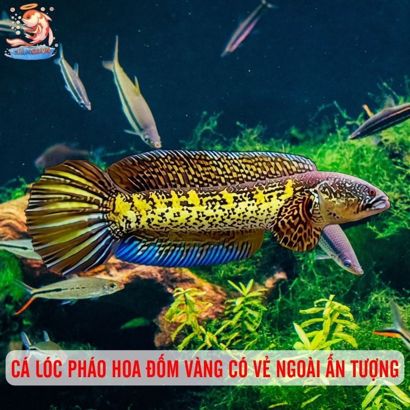 Cá Lóc Pháo Hoa Đốm Vàng - Vẻ Đẹp Lấp Lánh Của Hồ Cá 1 Cá lóc pháo hoa đốm vàng có vẻ ngoài ấn tượng