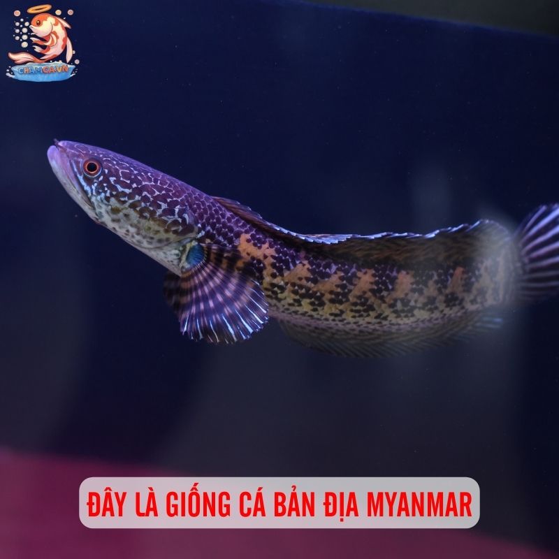 Cá Lóc Pháo Hoa Đốm Vàng - Vẻ Đẹp Lấp Lánh Của Hồ Cá 2 Đây là giống cá bản địa Myanmar